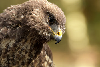 Eagle, bird, predator, muzzle HD wallpaper