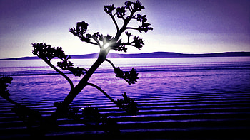 purple paradise..., sea, adriatic sea, purple, paradise, sky, split HD wallpaper
