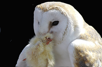 Feeding of a white Owl, feeding, wds, white owl, , owl HD wallpaper
