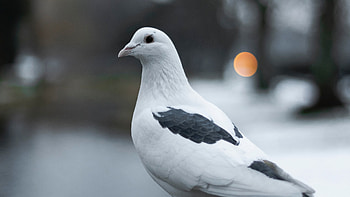White pigeon , Ultra , , Plume perfection HD wallpaper