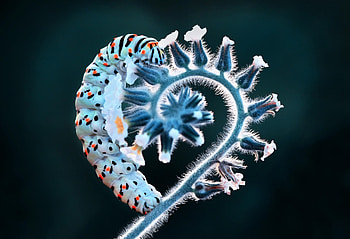 Heart, caterpillar, mustafa ozturk, blue, omida, insect HD wallpaper
