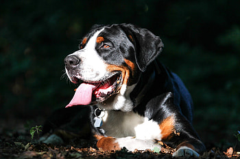 Animals, Dog, Muzzle, Greater Swiss Mountain Dog, Great Swiss Zennenhund HD wallpaper