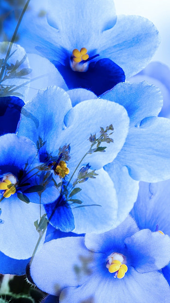Blue Flowers, Light Blue HD phone wallpaper