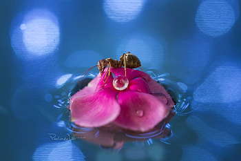 The pearl protector, blue, bokeh, lee peiling, pink, flower, pearl, ant, luminos, kmacro, insect HD wallpaper