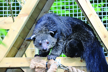 Dudley Zoo and Castle, Binturong HD wallpaper