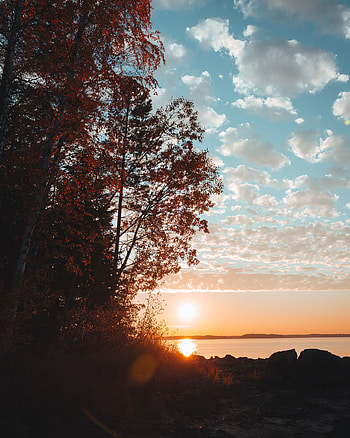 Nature, Trees, Sunset, Grass, Sky, Horizon, Lake, Branches HD phone wallpaper