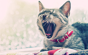 Animals, Cat, Muzzle, To Yawn, Yawn, Collar HD wallpaper