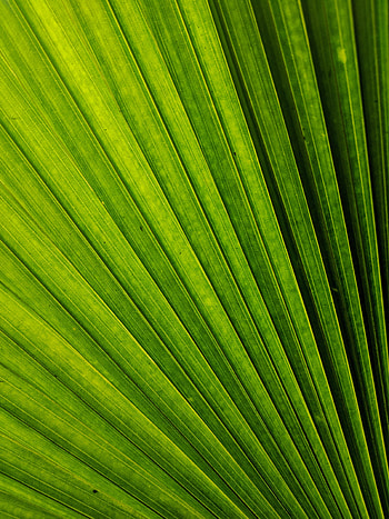Macro, Lines, Sheet, Leaf, Stripes, Streaks HD phone wallpaper