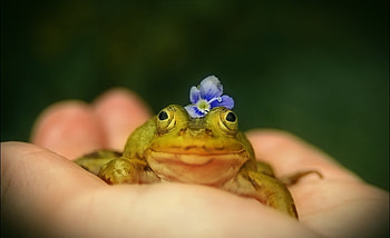 Frog, blue, hand, flower HD wallpaper