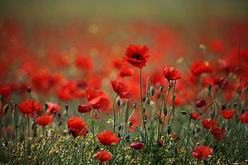 Poppy , High-resolution , Vibrant blossoms, Floral artwork HD wallpaper
