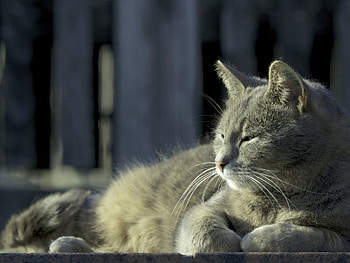 Hmmm..., animals, cute, cat, relax, pet HD wallpaper