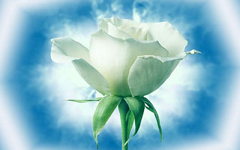 Plants, Flowers, Roses HD wallpaper