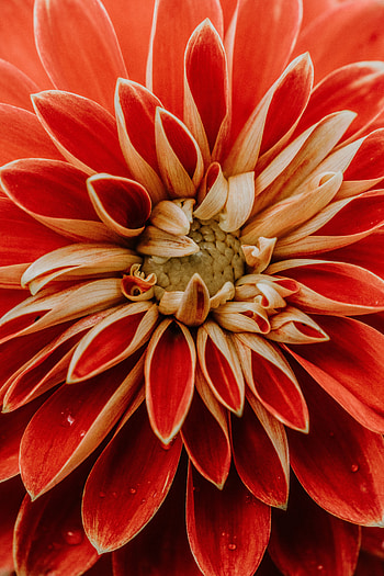Macro, Petals, Dahlia HD phone wallpaper
