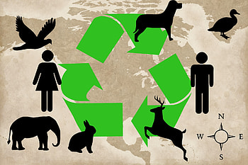 Recycle, nature, animals, green HD wallpaper