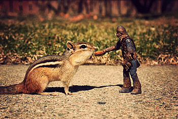 Giant Chipmunk, touch , chipmonk, big HD wallpaper