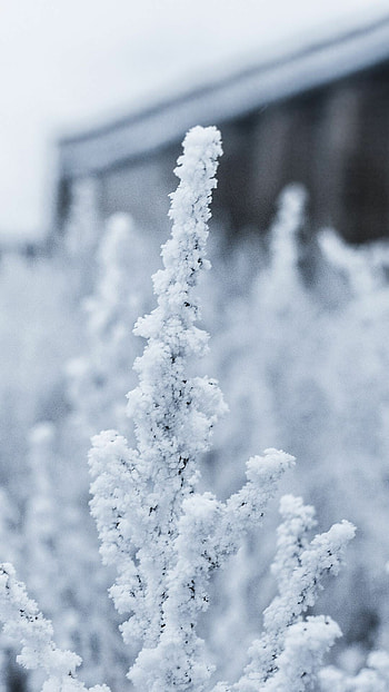 Snowy backgrounds, Winter beauty, snow scenes, Nature's tranquility HD phone wallpaper