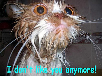 Cat, funny, amimal HD wallpaper