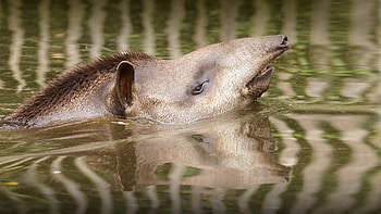 Tapir, Baird's Tapir, posted, John Johnson HD wallpaper