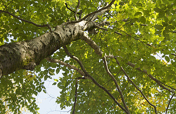 Warmer winters, Bad for beeches, UMaine research, Nature's struggle HD wallpaper