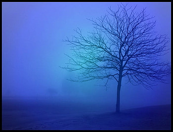 Blue nature, winter, blue, nature, tree HD wallpaper