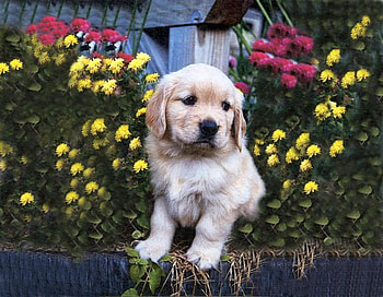 Golden Retriever, puppy, flowers, paws, retriever HD wallpaper