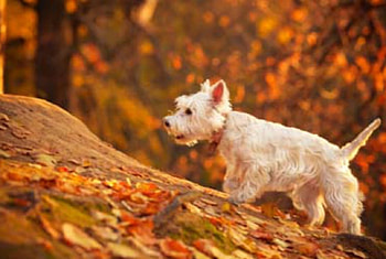 In the woods, prin, la plimbare, padure, catel HD wallpaper