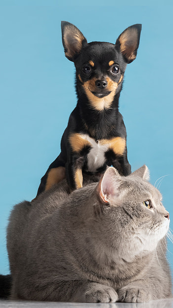CatDog, love, chihuahua, whiskers, cat HD phone wallpaper