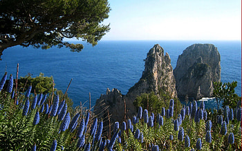 Nature, Flowers, Grass, Sea, Rocks HD wallpaper