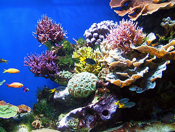Beautiful coral reef , Top , Beautiful coral reef backgrounds HD wallpaper