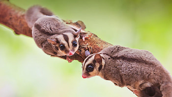 Sugar glider , Nature's adorable, Wildlife wonders, Captivating moments HD wallpaper