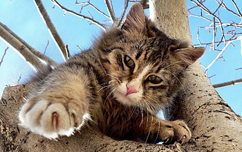 Animals, Wood, Cat, Tree, Playful, Crawl, Climb HD wallpaper