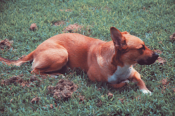 Animals, Grass, Lies, Dog HD wallpaper