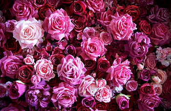 Flowers, Roses, Bouquet, Buds, Lot HD wallpaper