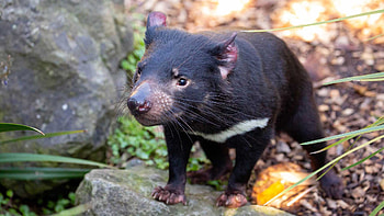 Endangered marsupial species, Australian wildlife, Auckland Zoo exhibit, Tasmanian Devil HD wallpaper
