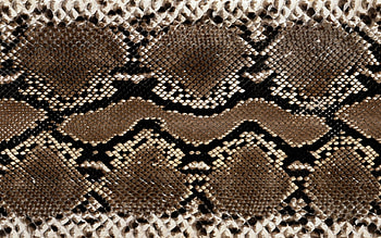 snake skin, snake, reptile, skin, scales HD wallpaper