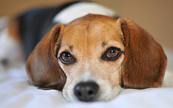 Animals, Dog, Muzzle, Sight, Opinion, Puppy, Ears HD wallpaper