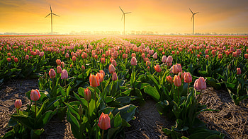 Beautiful Peach Color Tulip Flowers Field Windmills Sunrise Background Nature HD wallpaper