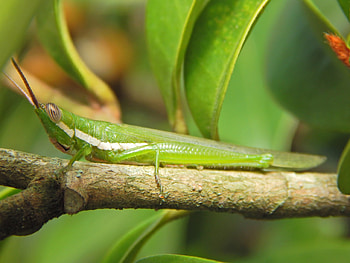 Cute Grasshopper, nature, bugs, bug, grasshopper HD wallpaper