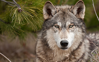 Animals, Wolfs HD wallpaper