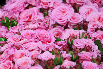 Roses, pink, fresh, bouquet HD wallpaper