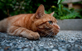 Animals, Cats HD wallpaper