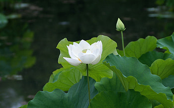 Flowers, Leaves, Petals HD wallpaper
