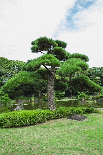 Beautiful Japanese garden featuring a prominent pine tree by a tranquil pond. HD phone wallpaper