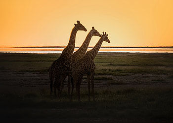 Giraffes, giraffe, animals HD wallpaper