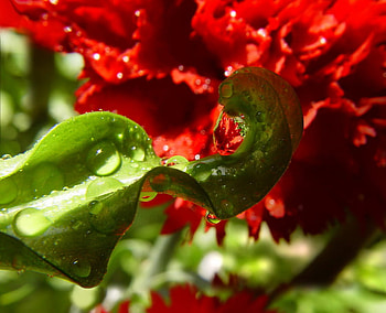 after rain, rain, flower, red, nature, after HD wallpaper