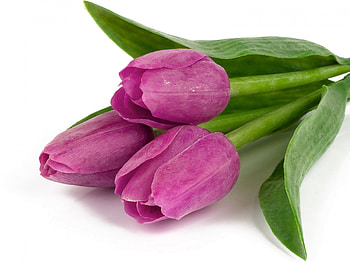 Violet foliage tulips, purple, flowers, tulips, violet HD wallpaper