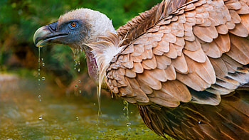 Griffon Vulture, Majestic bird, Soaring heights HD wallpaper