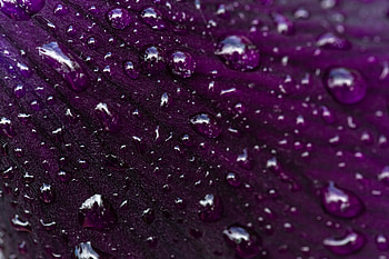 Water, Drops, Macro, Petal HD wallpaper