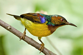 Cute Bird, cute, beautiful, bird HD wallpaper