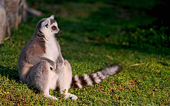 Ring Tailed Lemur, MacBook Air , Wildlife enthusiast's delight, Madagascar's gem HD wallpaper